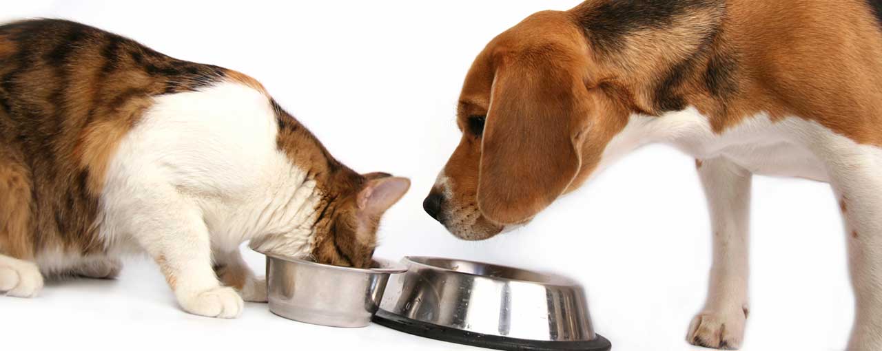 Cat and dog with pet food dishes